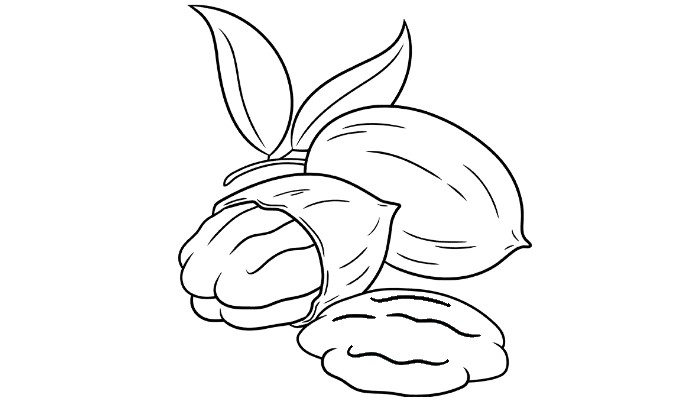 How to draw Pecan Nuts