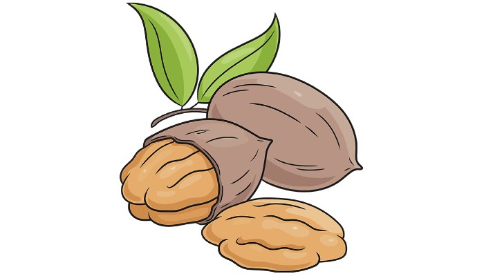 How to draw Pecan Nuts - Standard Posting